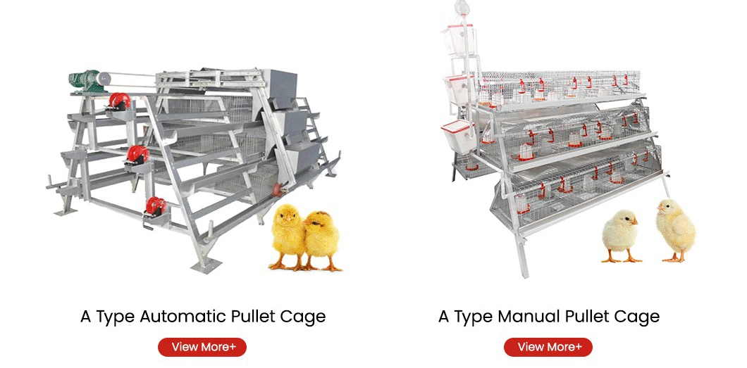 Bestchickencage a Type Small Pullet Cage Breeder Cage China Single Baby Chicken Coop Supplier Custom Long Service Life Pullet Cage Brooder