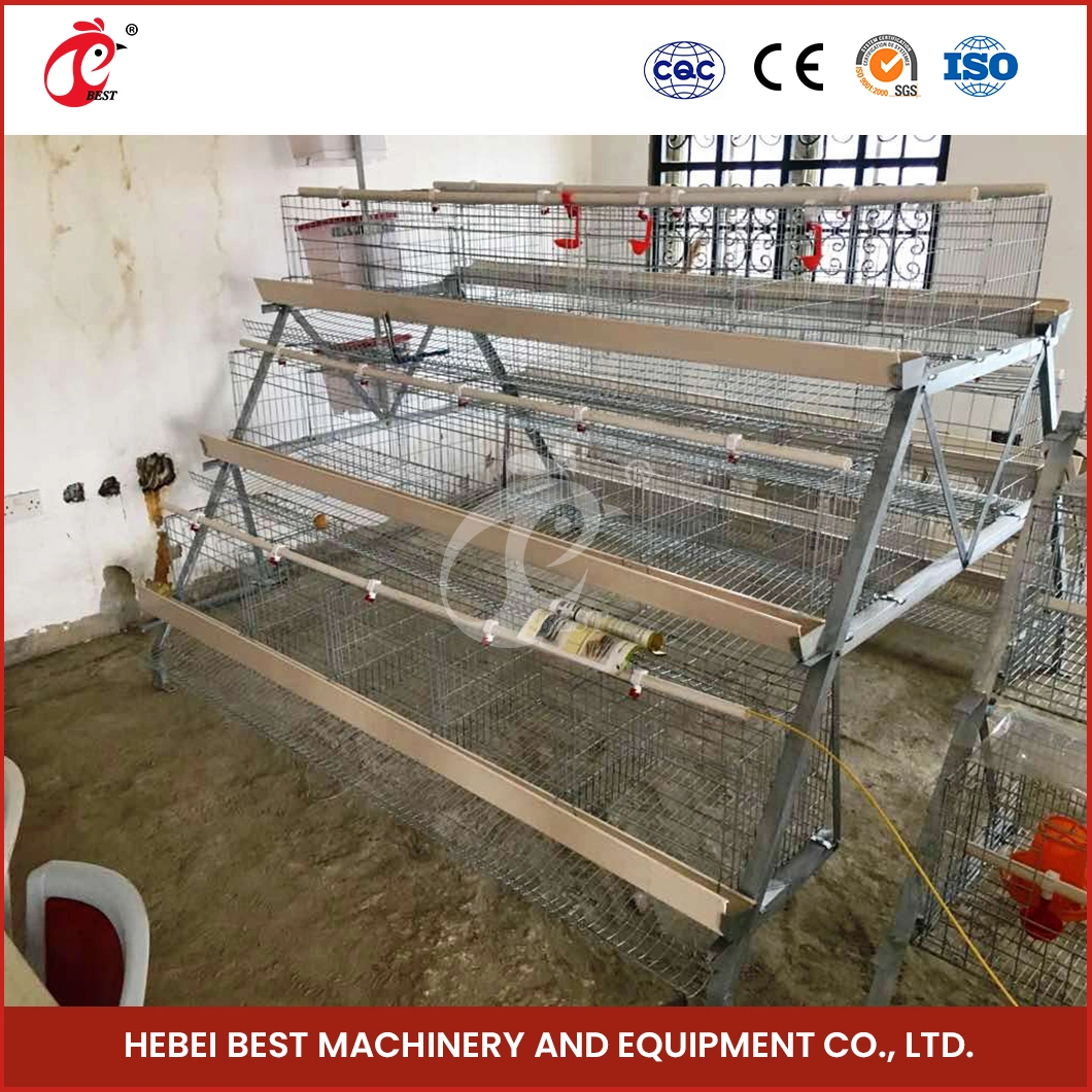 Bestchickencage a Type Small Pullet Cage Breeder Cage China Single Baby Chicken Coop Supplier Custom Long Service Life Pullet Cage Brooder